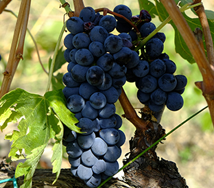 assaggio_di_toscana2